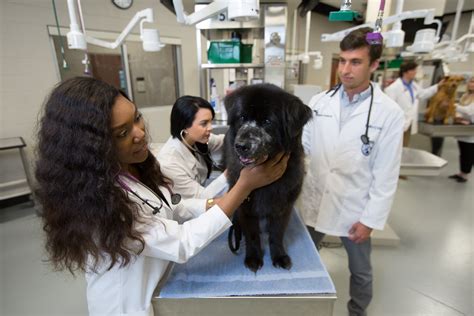 Lmu Cvm Announces Master Of Veterinary Clinical Care Degree