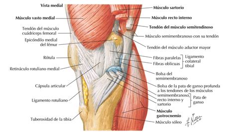 Las Partes De La Rodilla Huesos Meniscos Ligamentos Y Tendones