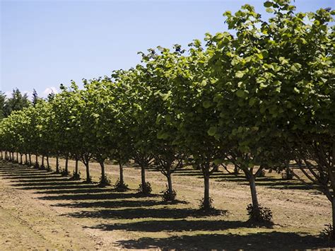 Hazelnut Demand Oregon Orchard Hazelnut Growers Of Oregon