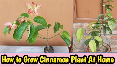 How To Grow Cinnamon Plant At Home How To Care For