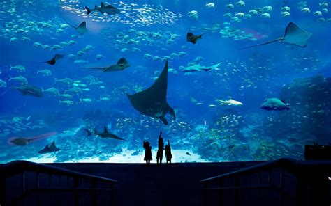 Sea Aquarium Hippo Singapore Pass