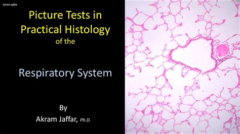 Picture Tests In Histology Of The Respiratory System Youtube
