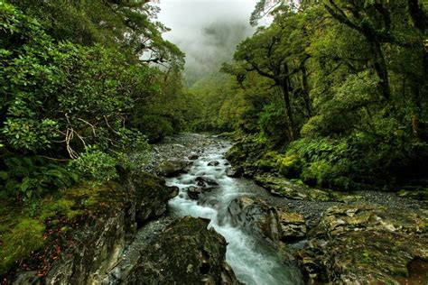 Temperate Rain Forests Of New Zealand From Reddits Ueatakat