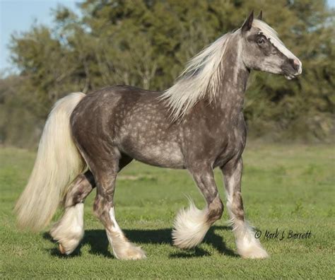 Gorgeous silver buckskin mare bred to hsf luck of the draw ( perlino) she is pssm1 negative negative. Pin on GYPSY VANNER HORSES