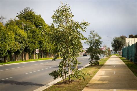 Councils 2020 Street Trees Planting Program Underway Greater