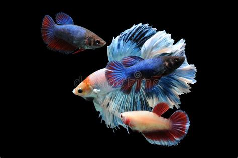 Betta Fish Siamese Fighting Fish Betta Splendens Isolated On Black