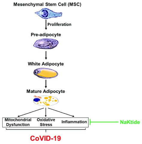 White Adipocyte Beige Adipocyte And Brown Adipocyte And Covid 19