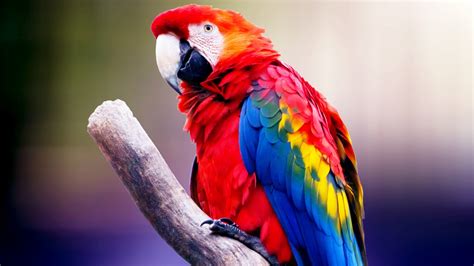Macaw Parrot 4k Wallpapers Hd Wallpapers Id 26721