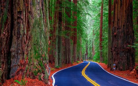 Redwood National And State Parks Wallpapers Wallpaper Cave
