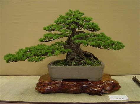 Traditional Japanese Arts The Cultivation Of Bonsai