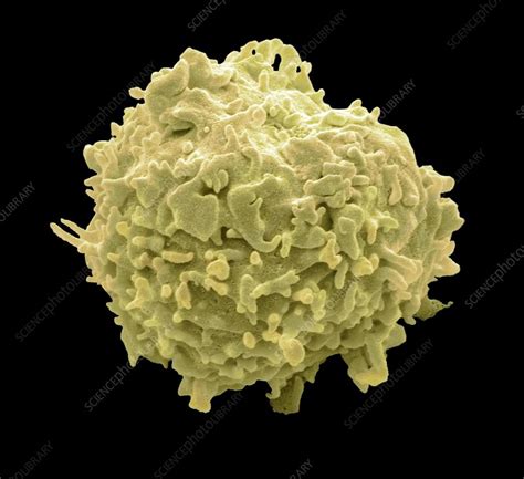 Monocyte White Blood Cell Sem Stock Image C0163088 Science Photo