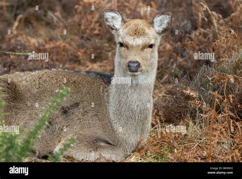 Sika Deer Cervus Nippon Female Resting Stock Photo Alamy