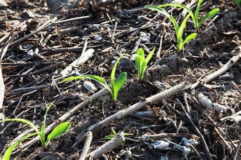 no till corn at 3 4 leaf stage growing on bedded land where previous crops of no till cotton and