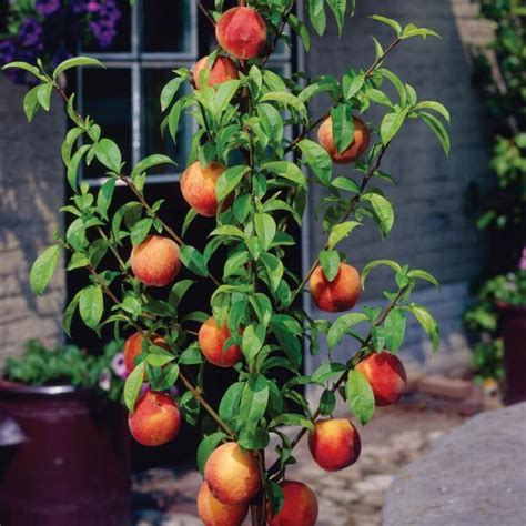 Bonanza Patio Peach Tree Isons Nursery And Vineyard