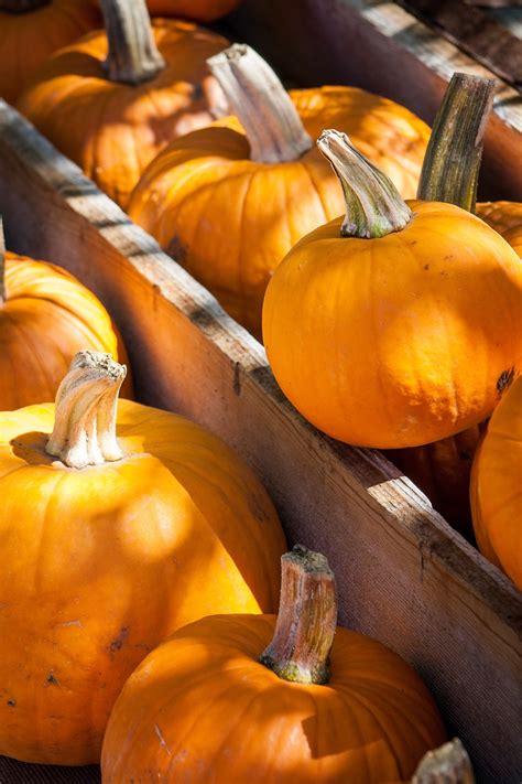 halloween pumpkins autumn free photo on pixabay