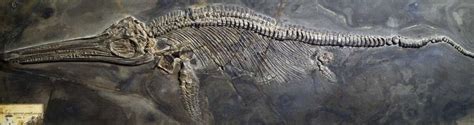 Largest Ever Sea Dragon Fossil Sat Undiscovered In Museum For 20 Years