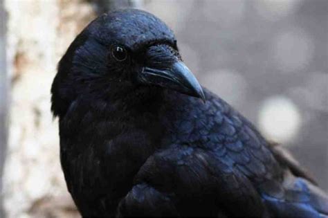 Intelligent Crows Awesci Science Everyday