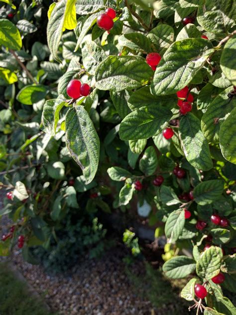 Or is he an agent of the christmas demon, krampus,who will put us in a basket and take us to his lair? identification - What is this low-growing shrub with small ...