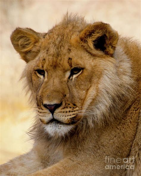 Lion Head Photograph By Robert Chaponot Fine Art America