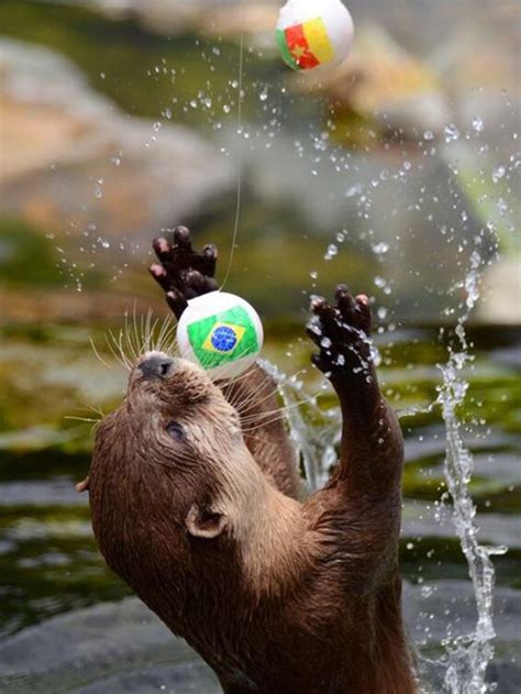 ping pong boop right in the mouth but he loves playing with the ping pong ball otters