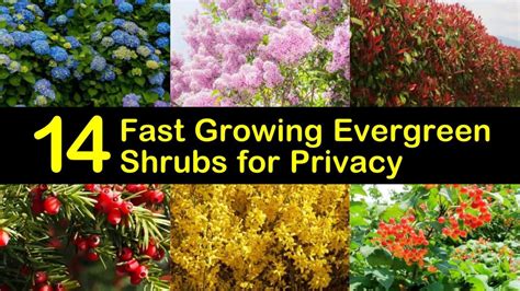 English yew plants may not grow as tall as other privacy shrubs, only reaching about 2 feet to 4 feet tall, but they can easily spread to 15 feet wide to cover a lot of ground. 14 Fast Growing Evergreen Shrubs for Privacy | Fast ...