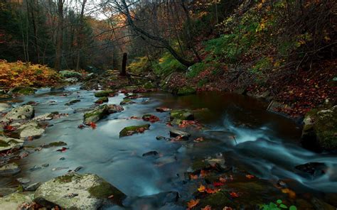 Wallpaper 2560x1600 Px Fall Forest Leaves Nature River Rock