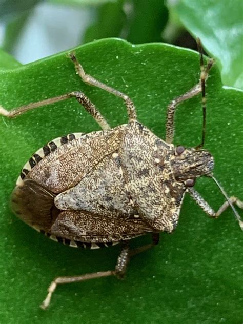 Preventing Stink Bugs In Homes During The Winter