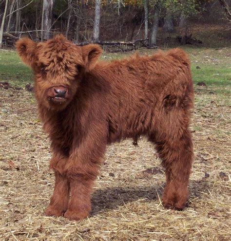 Pin By Mia Hastig On Scottish Highland Cattle Fluffy Cows Mini Cows