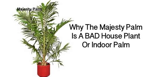Why The Majesty Palm Is A Bad House Plant Or Indoor Palm