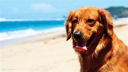 Retriever Golden Dog Wallpapers Puppies Beach Background