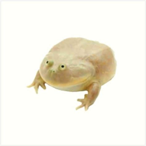 Frog Meme Templates Imgflip