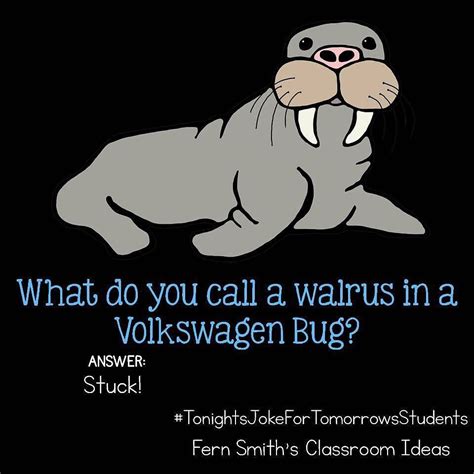 Tonights Joke For Tomorrows Students What Do You Call A Walrus In A