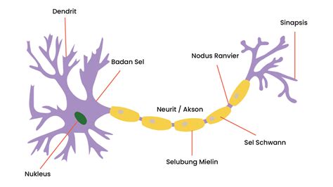 Struktur Anatomi Dan Fungsi Sel Saraf Neuron Youtube My XXX Hot Girl