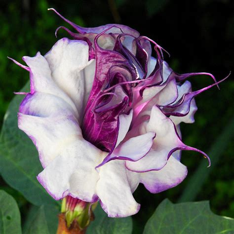 40pcs Purple Mandala Moonflower Datura Seeds Rare Exotic Fragrant