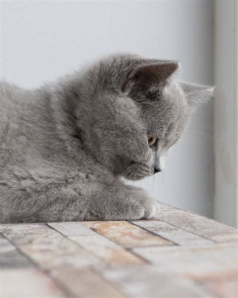 British Shorthair Kittens Lunarose British Shorthairs