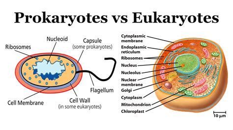Compare And Contrast Prokaryotic And Eukaryotic Cells Bastaomega