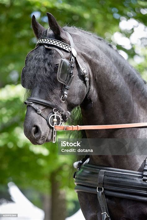 Black Friesian Horse Carriage Driving Harness Outdoor Stock Photo