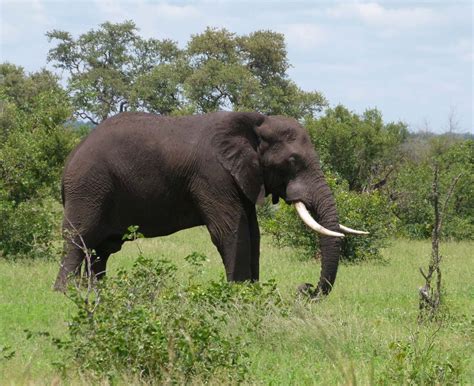 Elefant Im Krügernationalparkr Foto And Bild Africa Southern Africa