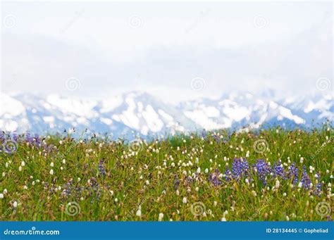 Wildflowers And Snow Capped Mountains Stock Image Image Of Wildflower