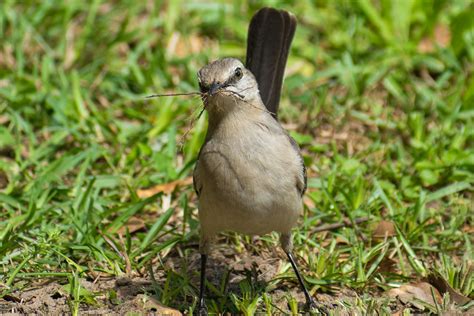 Free Stock Photo Of Mocking Bird Mockingbird