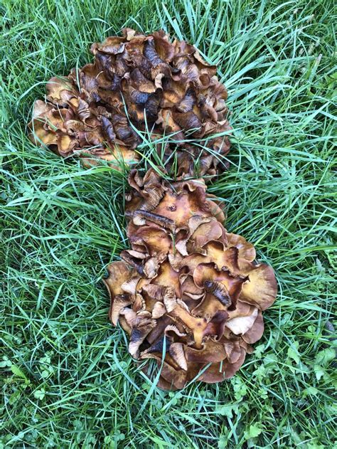 What Are These Mushrooms Found Them In My Yard In Northern Indiana