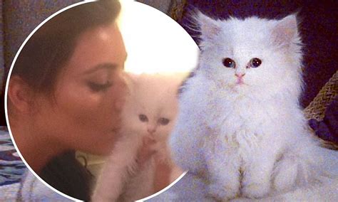 Kim Kardashian Kitten Star Mourns Loss Of Beloved Four Month Old Mercy