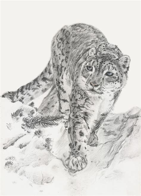 Snow Leopard By Tannalein On Deviantart
