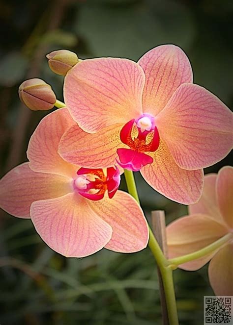 43 Gorgeous Orchids That Show Their Diversity And Beauty Beautiful Orchids Unusual