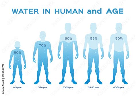 Water Level Levelin The Human Body And Age Vector Infographic Vector