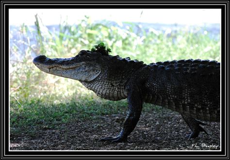 American Alligator Alligator Mississippiensis This Is An Flickr