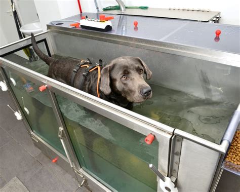 Aquatic Therapy For Dogs Santa Clarita Veterinary Therapist