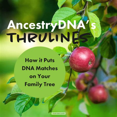 Use Ancestry Thrulines To Place Dna Matches On Your Tree Your Dna