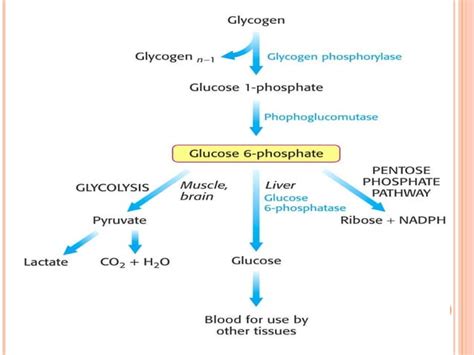 Carbohydrate Metabolism Part 1