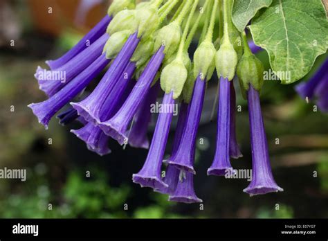 Cluster Of Blue Tubular Flowers Of The Humming Bird Pollinated Iochroma
